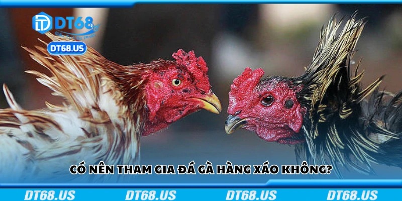 Có nên tham gia đá gà hàng xáo không?