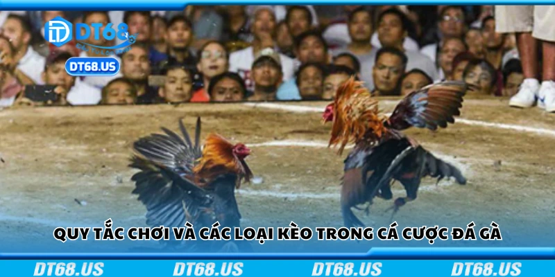 Quy tắc chơi và các loại kèo trong cá cược đá gà