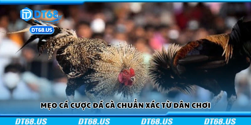 Tips cá cược đá gà chuẩn xác từ dân chơi