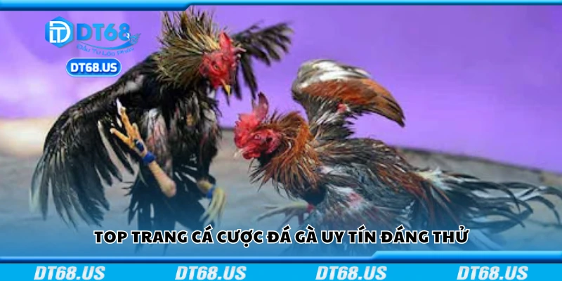 Các tiêu chí chọn trang cá cược đá gà uy tín
