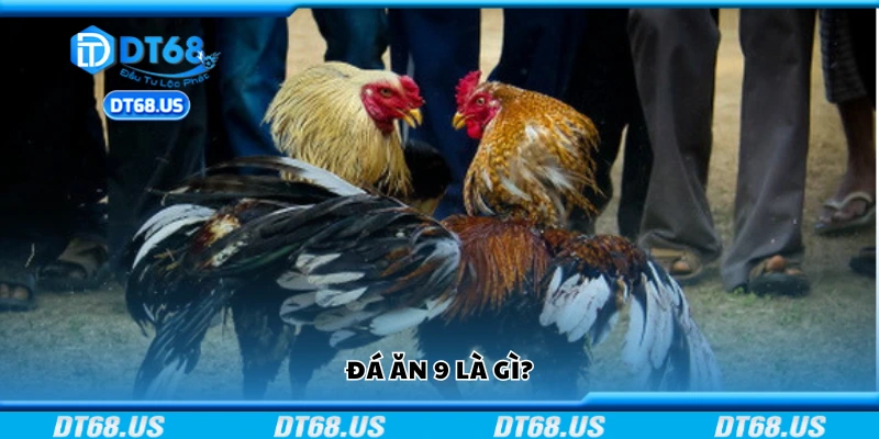 Tìm hiểu đá ăn 9 là gì?